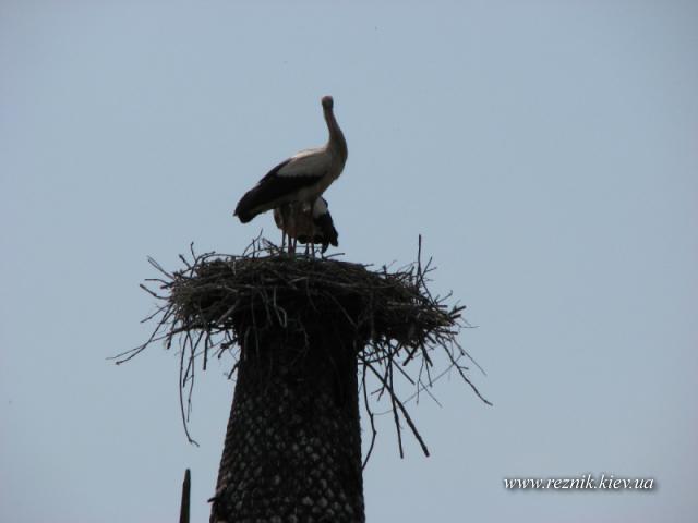 30 апреля. Замок сахорозаводчика Терещенко