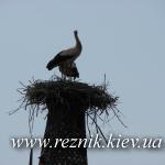 30 апреля. Замок сахорозаводчика Терещенко