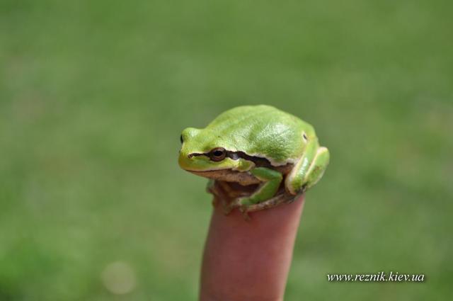 30 апреля. Замок сахорозаводчика Терещенко