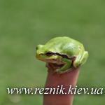 30 апреля. Замок сахорозаводчика Терещенко